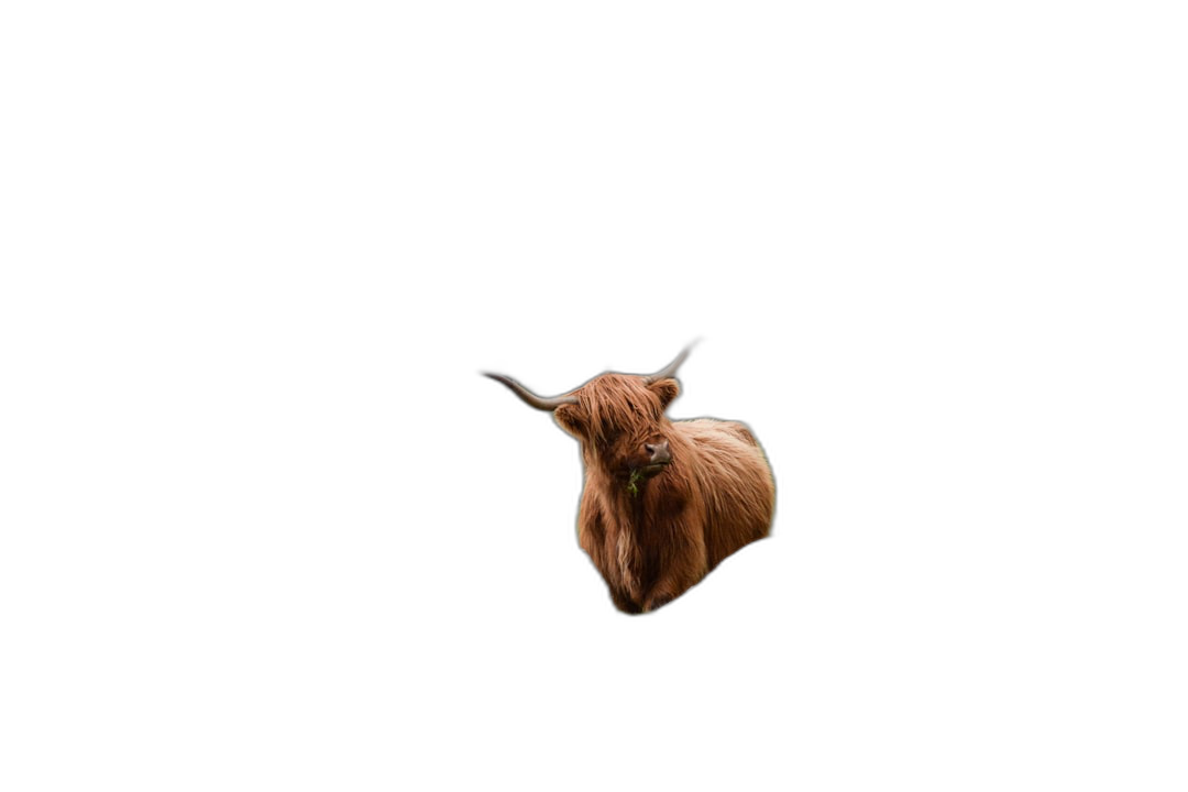 A cute Highland cow floating in the air, pure black background, minimalism, real photography, high definition details  Transparent Background