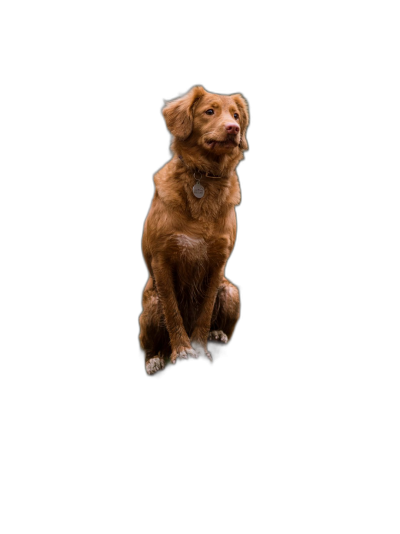 A brown dog is jumping in the air, with its front paws hanging down and eyes looking up at something above its head. The background of the photo should be pure black. It has an elegant posture that exudes mystery. A full body shot with a wide angle lens and sharp focus, the photograph is in the style of studio photography on an isolated flat black background as a high resolution digital photograph.  Transparent Background