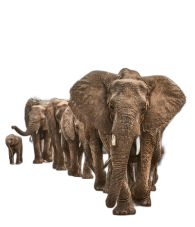 photorealistic photo of an elephant herd walking in line, isolated on black background  Transparent Background