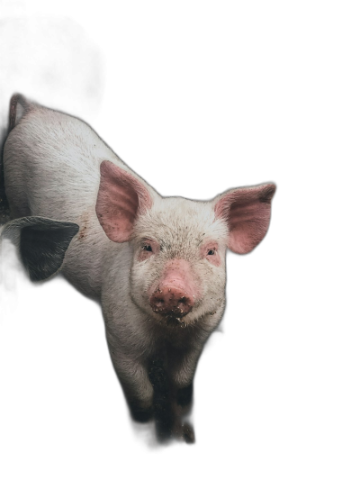 white piglet, pink nose and ears, looking at the camera, on a black background, photorealistic, studio shot, professional photography, in the style of studio shot, professional photography.  Transparent Background