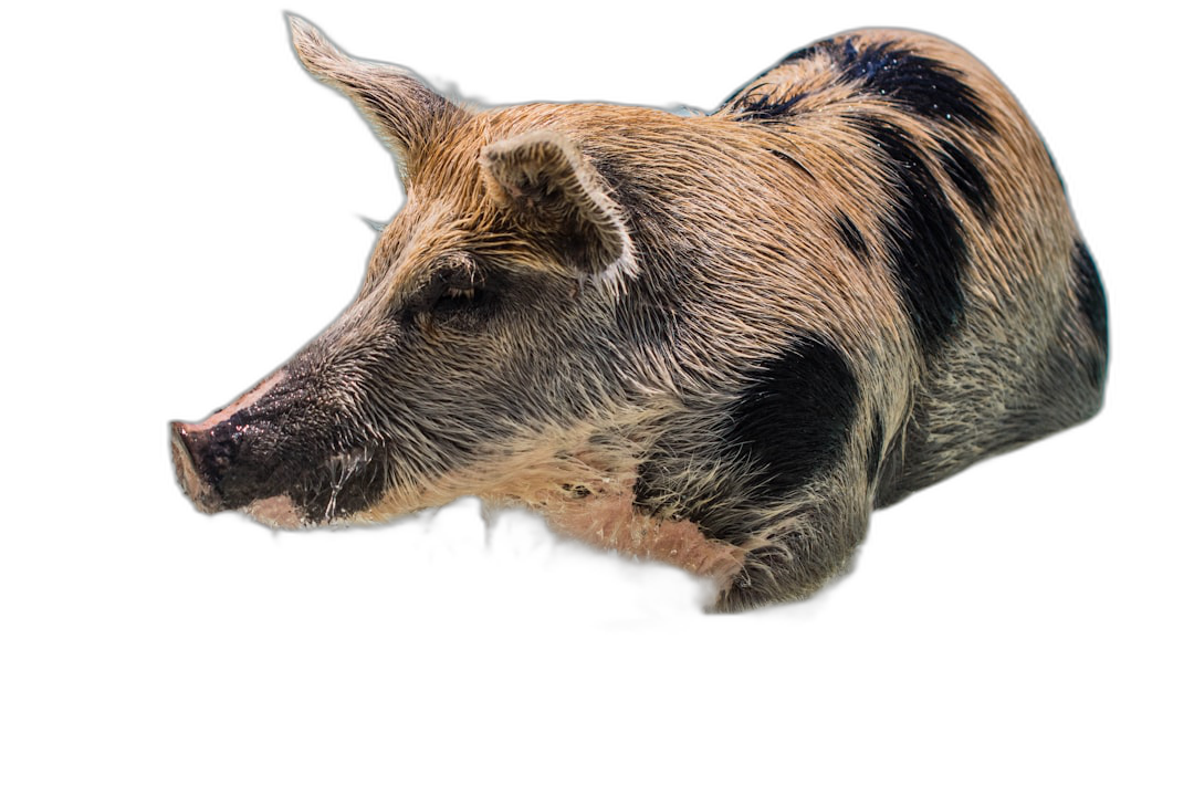 side view of pig head on black background, high resolution photography, hyper realistic  Transparent Background