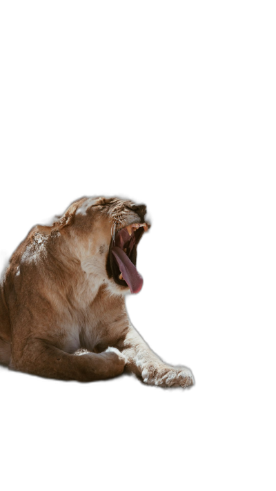 A lioness yawns, her mouth wide open against the black background, shown in side view with her full body in the shot, in a simple style, with studio photography and soft light providing high resolution.  Transparent Background