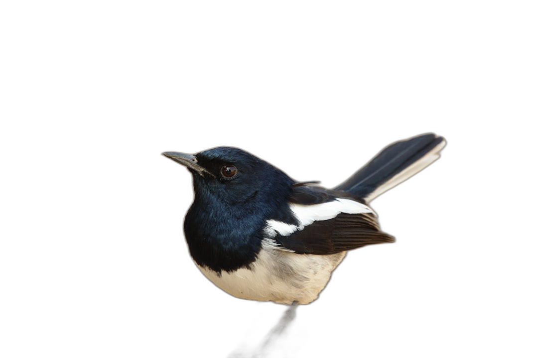 Photo of an oriental magpie robin on black background, solid color background, high resolution photography  Transparent Background