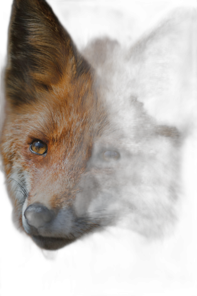 Close-up portrait of a fox, the fox's face in the dark, photo realistic, hyper detailed, octane render, volumetric light, black background, high resolution photography, HDR. In the style of hyper detailed.  Transparent Background