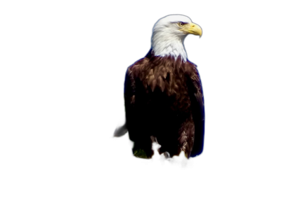 A full-bodied bald eagle glowing in the dark against a black background, in the style of high-definition photography and hyper-realistic style.  Transparent Background