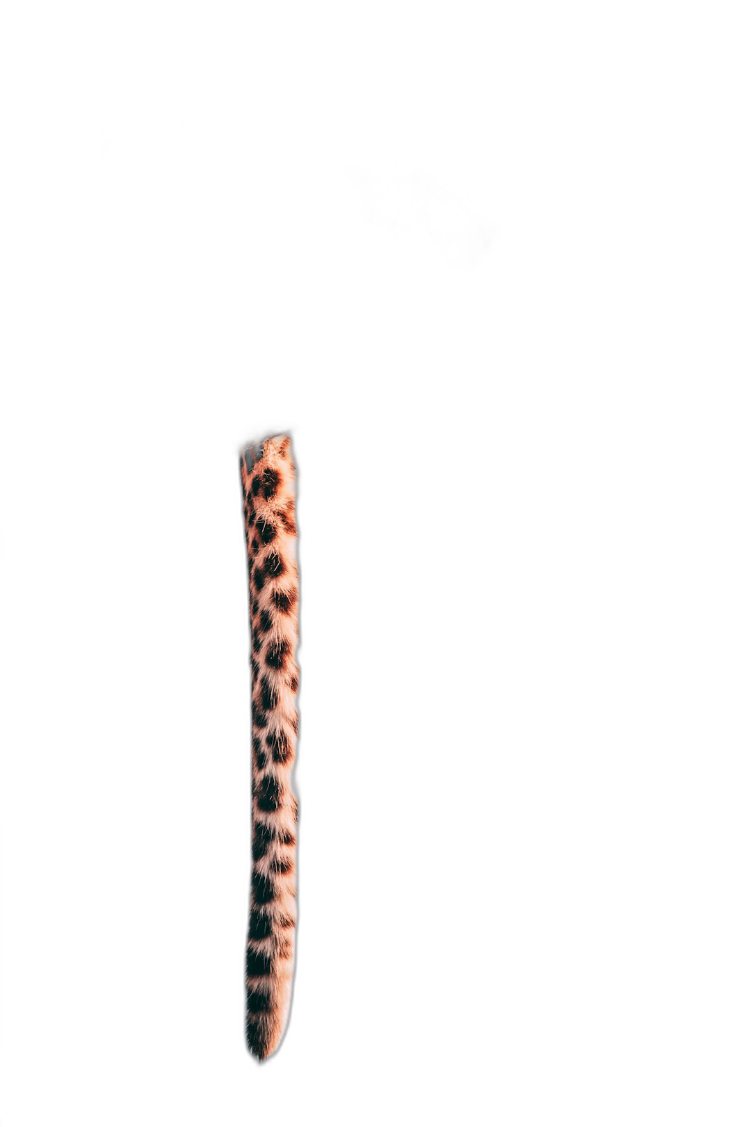 A leopard print toothbrush on black background, minimalist style, studio photography, soft lighting, centered composition, high resolution, high detail, sharp focus, no blur effect.  Transparent Background