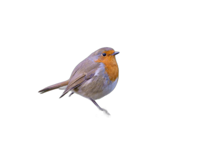 Cute european robin on black background, high resolution photography, professional color grading, soft shadows, no contrast, clean sharp focus digital photography  Transparent Background