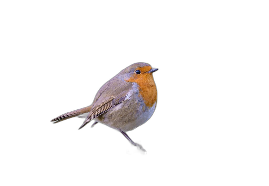 Cute european robin on black background, high resolution photography, professional color grading, soft shadows, no contrast, clean sharp focus digital photography  Transparent Background