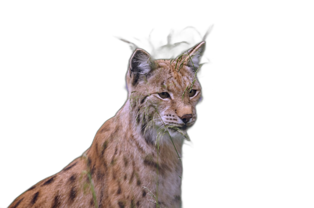 A european lynx in the night, with grass on its face, realistic photo, black background  Transparent Background