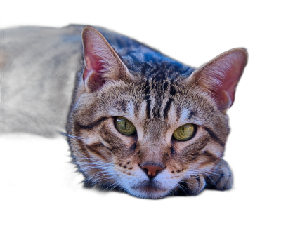 A beautiful brown tabby cat with green eyes lying down on a black background in a portrait photo.  Transparent Background