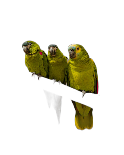 Three parrots sitting on a black background, with yellow and green colors, in the style of reflection photography, in the style of Disney, 2K, high resolution  Transparent Background