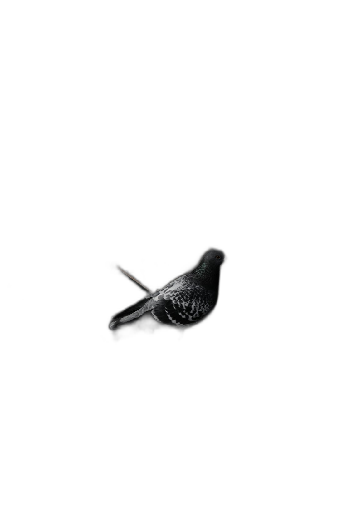 A single pigeon against a dark, black background in the minimalist style of photography.  Transparent Background