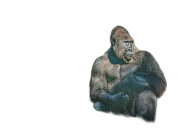 A gorilla in the darkness, a full body illustration in the style of a vector drawing, with simple lines on a black background, a high resolution and high quality image with high detail and definition. Bright colors with soft, high key lighting and a backlight create a silhouette effect. Portrait of an animal shown in white and gray tones.  Transparent Background