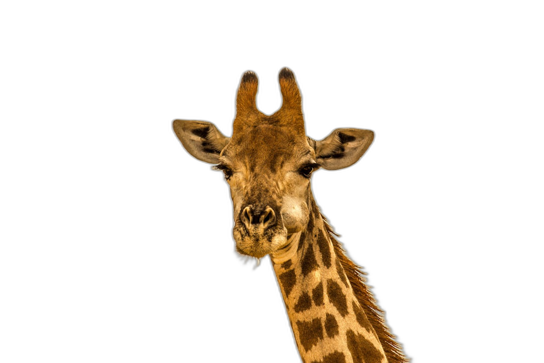 Giraffe portrait isolated on black background, animal photography, high definition photo  Transparent Background