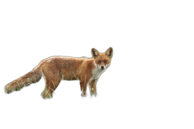 A fox on a black background, full body, realistic photography, in the style of high definition, high resolution  Transparent Background