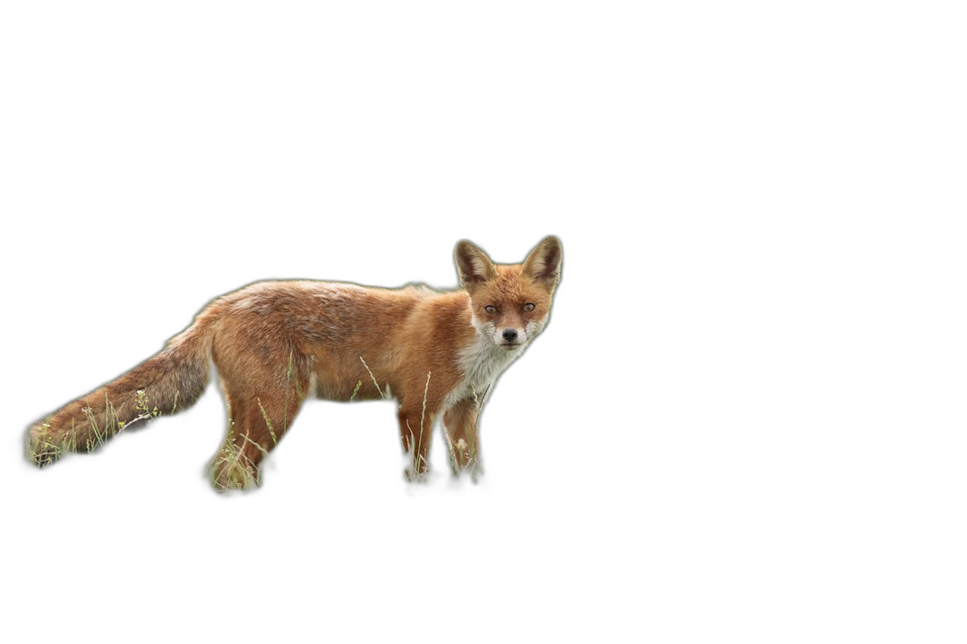 A fox on a black background, full body, realistic photography, in the style of high definition, high resolution  Transparent Background