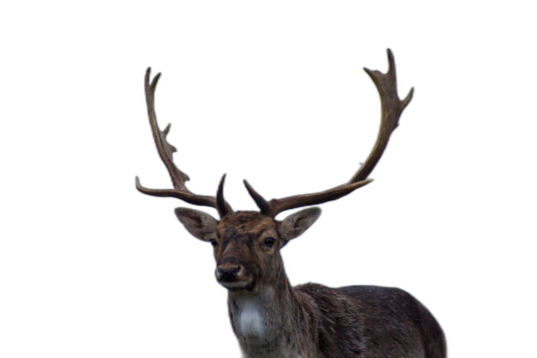 A deer against a black background, in high definition photography, ultrarealistically, at a high resolution  Transparent Background