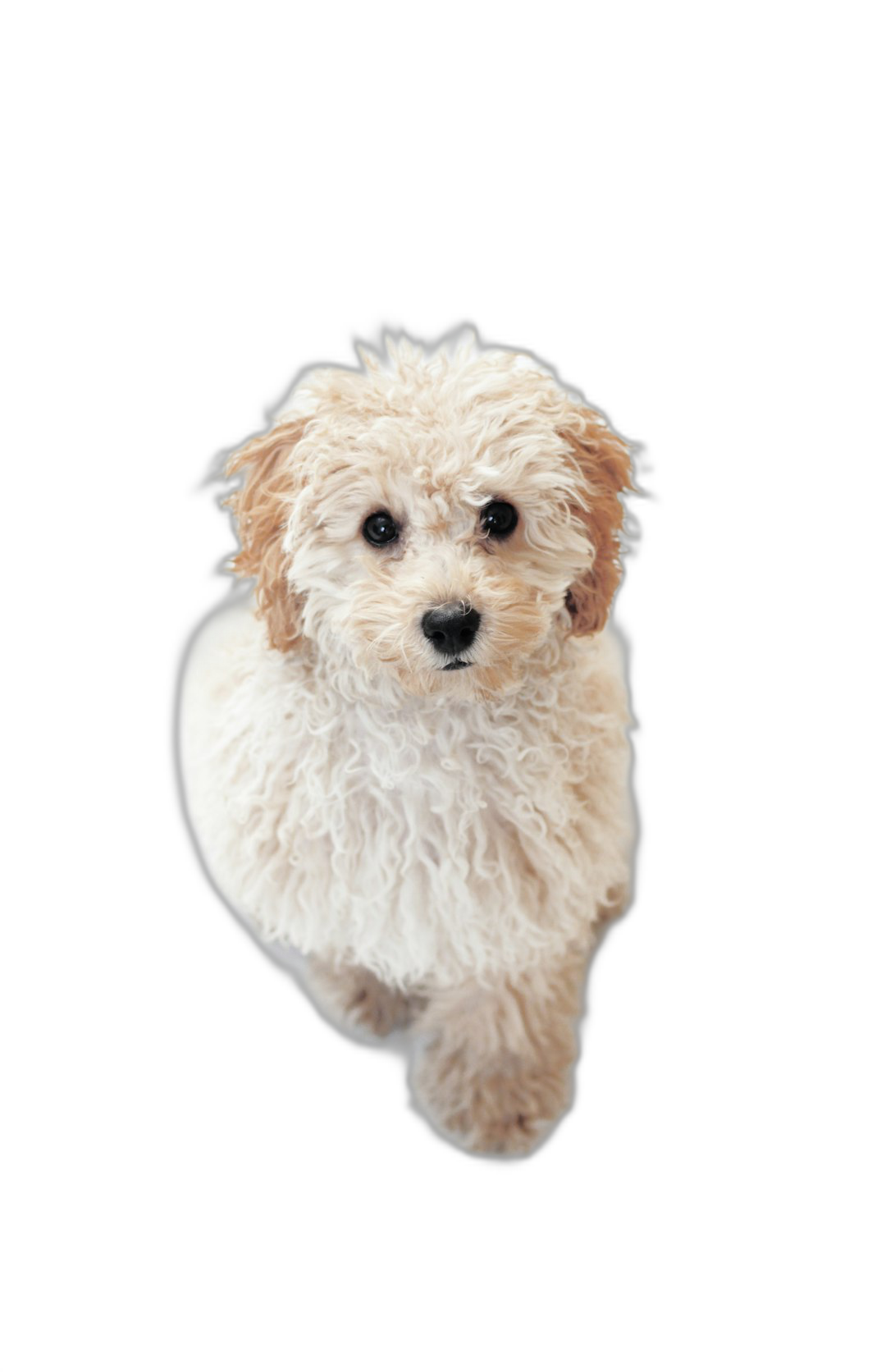 Puppy, creamcolored poodle puppy, top view, looking at the camera, isolated on black background, high resolution photography  Transparent Background