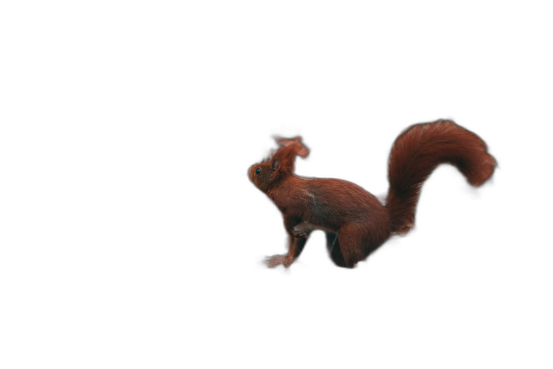 A red squirrel running through the air against a solid black background with no other elements in a photorealistic and cinematic style at a high resolution.  Transparent Background