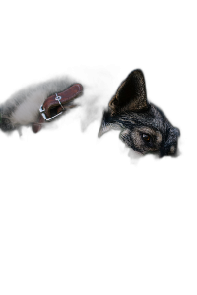 black background, dark, minimalistic, animal photography of wolf with dog collar on its neck, lying down, eyes open and half covered in the style of shadow  Transparent Background