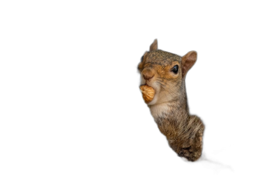 A squirrel with its mouth open holding a nut up to its face while eating in the dark against a solid black background, isolated on white in the style of photorealistic hyperrealism with high resolution photography, insanely detailed and intricate as captured by a Hasselblad H6D400c MultiShot camera.  Transparent Background