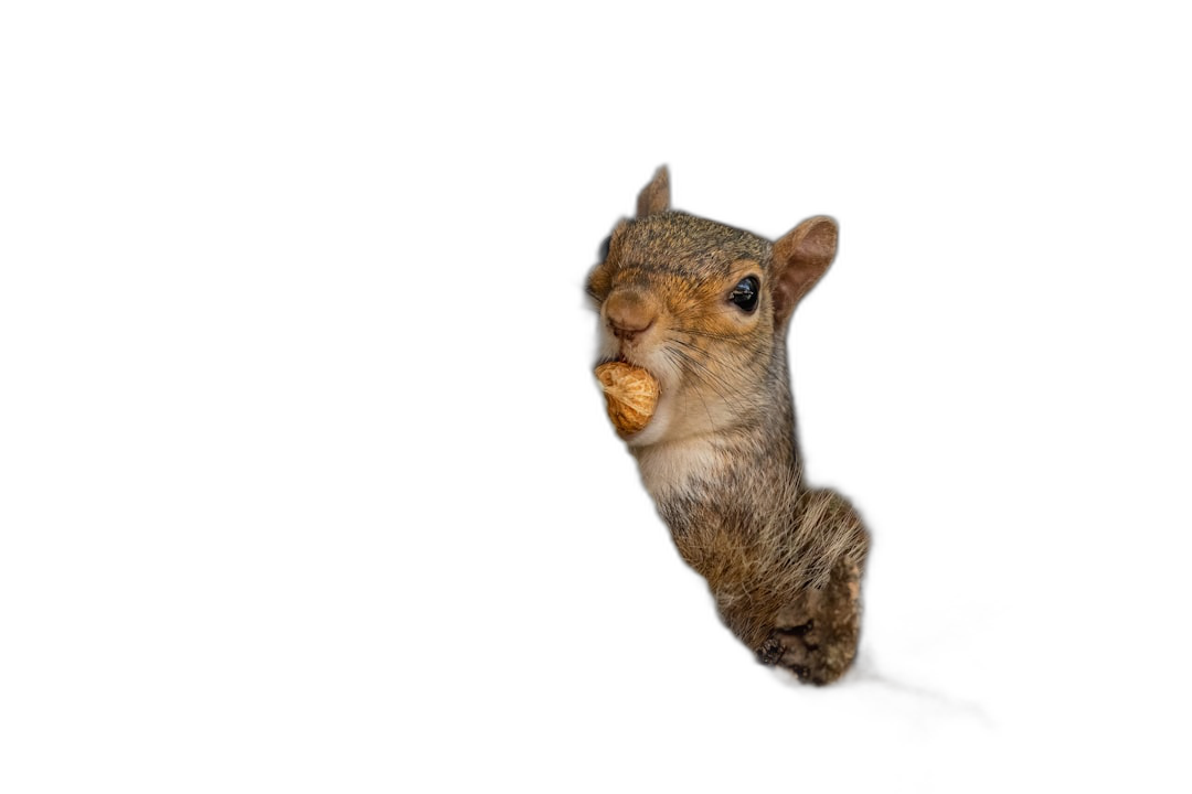 A squirrel with its mouth open holding a nut up to its face while eating in the dark against a solid black background, isolated on white in the style of photorealistic hyperrealism with high resolution photography, insanely detailed and intricate as captured by a Hasselblad H6D400c MultiShot camera.  Transparent Background