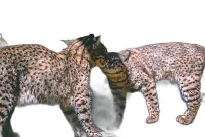 full body side view, night shot of two leopard cats kissing each other, solid black background, hyper realistic photography  Transparent Background