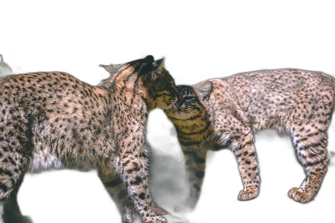 full body side view, night shot of two leopard cats kissing each other, solid black background, hyper realistic photography  Transparent Background