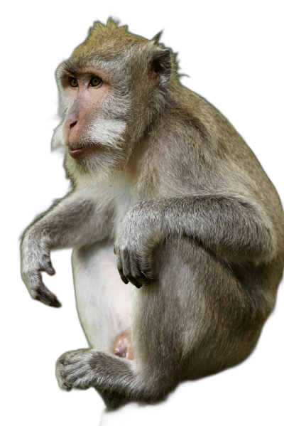 A full body shot of an old female macaque sitting on her back against an isolated black background, in the style of studio photography advertising.  Transparent Background