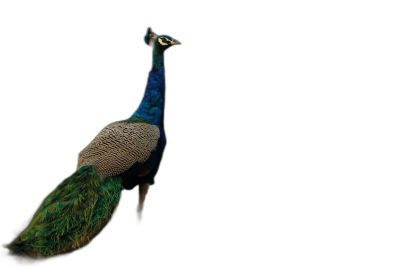 A peacock in profile, full body shot, dark background, high resolution photography  Transparent Background