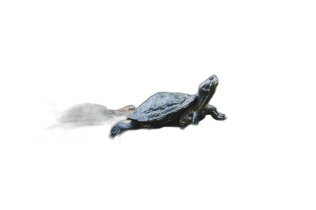 Turtle floating in the air against a black background, in the style of a real photo with minimal editing of the original text.  Transparent Background