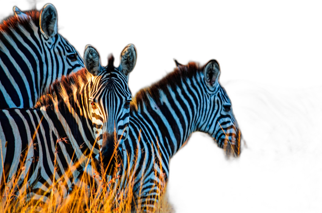 black background, dramatic light, zebra group in the grassland at night, shot in the style of Canon EOS R5 F2 ISO30 89mm, close up shot, national geographic photography  Transparent Background