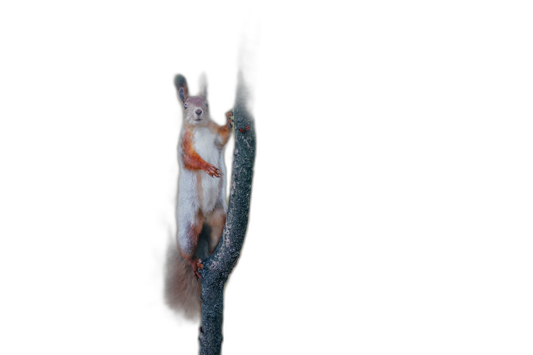 a squirrel on the tree, full body shot, black background, night photography, long exposure, flash light photo effect, raw style  Transparent Background