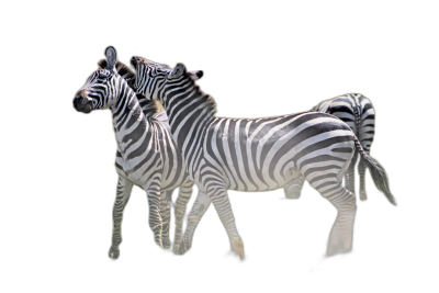 Two zebras standing together on black background, full body, photo realistic, high resolution photography  Transparent Background