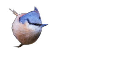 A flying nuthatch bird on black background, no other elements in the picture, macro photography, hyper realistic photo, professional color grading, soft shadows, clean sharp focus, stockphoto, professional photography, high definition  Transparent Background