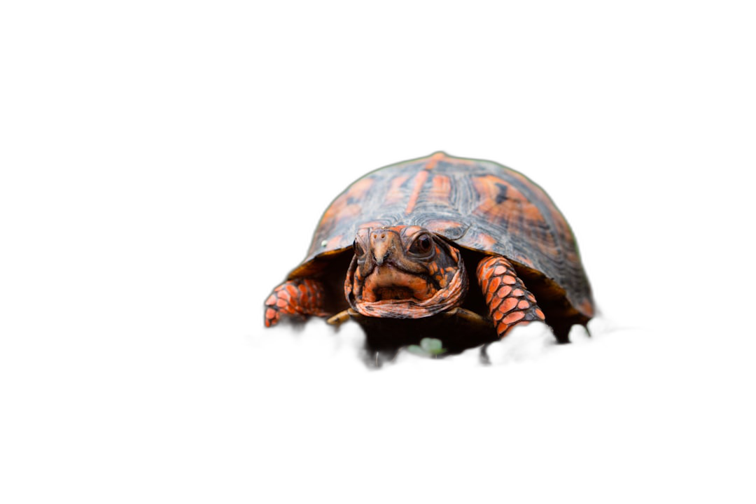 Turtle in a black background, close up shot, isolated against the dark background, macro photography, hyper realistic photo of a cute little box turtle isolated against a solid black color background, studio photography, stock photograph, professional color grading, isolated on a white background, isolated against a plain black pure solid background.  Transparent Background