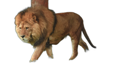 A lion is walking on its hind legs in the style of side view, isolated on a black background, in a photorealistic style.  Transparent Background