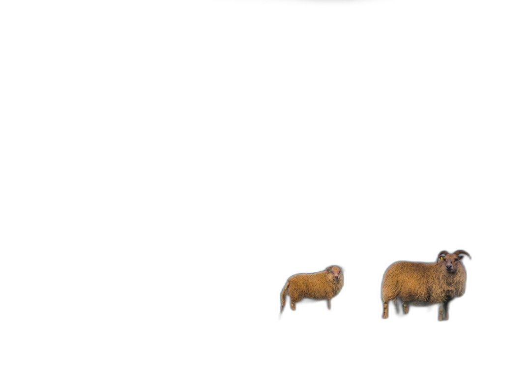 two sheeps on black background, minimalism, high resolution photography  Transparent Background