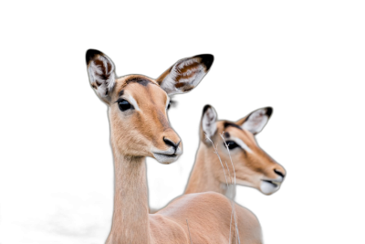 im追踪 camera, two antelope on black background, head and shoulders portrait, high quality photo, soft lighting, depth of field, rule of thirds,  Transparent Background