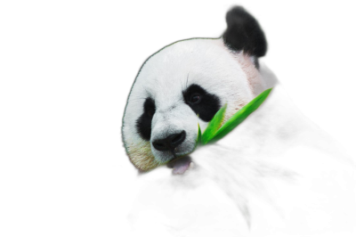 panda eating bamboo, isolated on a black background, in a dark night scene, professionally photographed, a high resolution digital rendering of a panda head with its tongue out and mouth open holding green leaves in its paws, in the style of a side view, half body portrait, very detailed, with natural light, in sharp focus, stock photo  Transparent Background