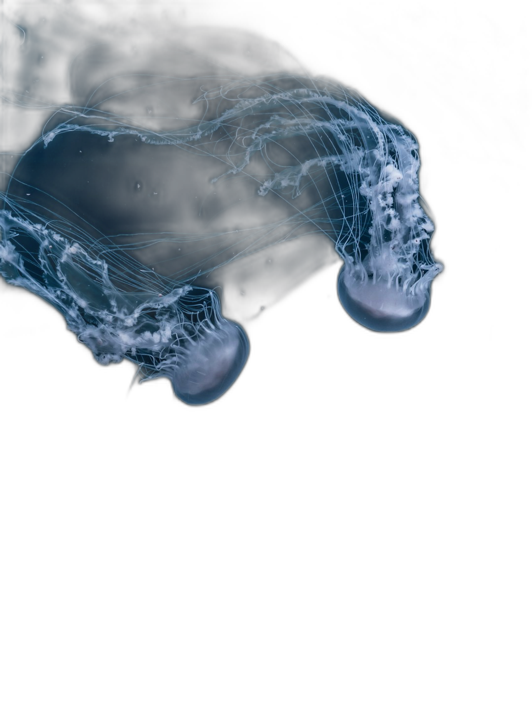 2 jellyfish in the dark ocean, motion blur, realistic, cinematic, dark blue background, black water color  Transparent Background