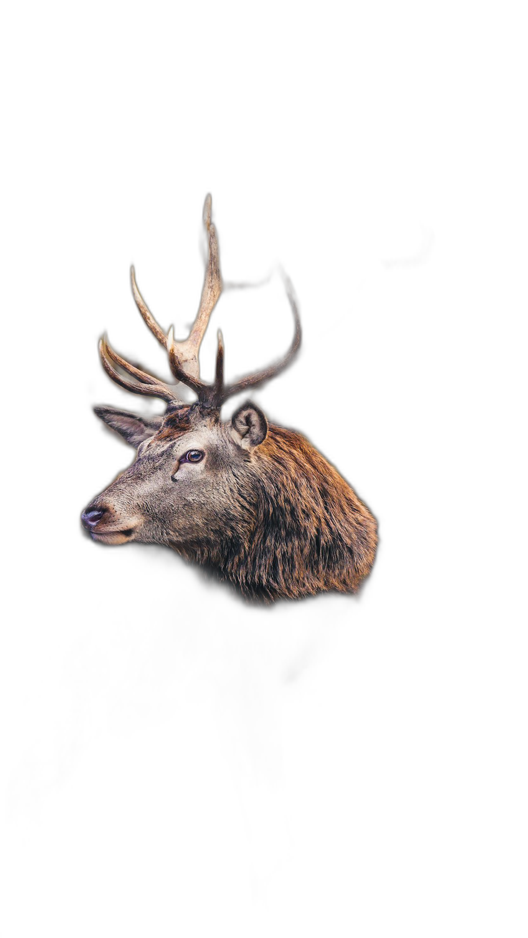 a single highly detailed deer head floating in black background, y2k, 2000s, magazine photography style, eerie, cinematic, photorealistic, wide shot, from side view, low contrast, kodak film photo,  Transparent Background