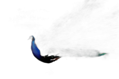 a peacock flying in the dark, glowing blue and green feathers, long tail with black background, minimalism, national geographic photography  Transparent Background