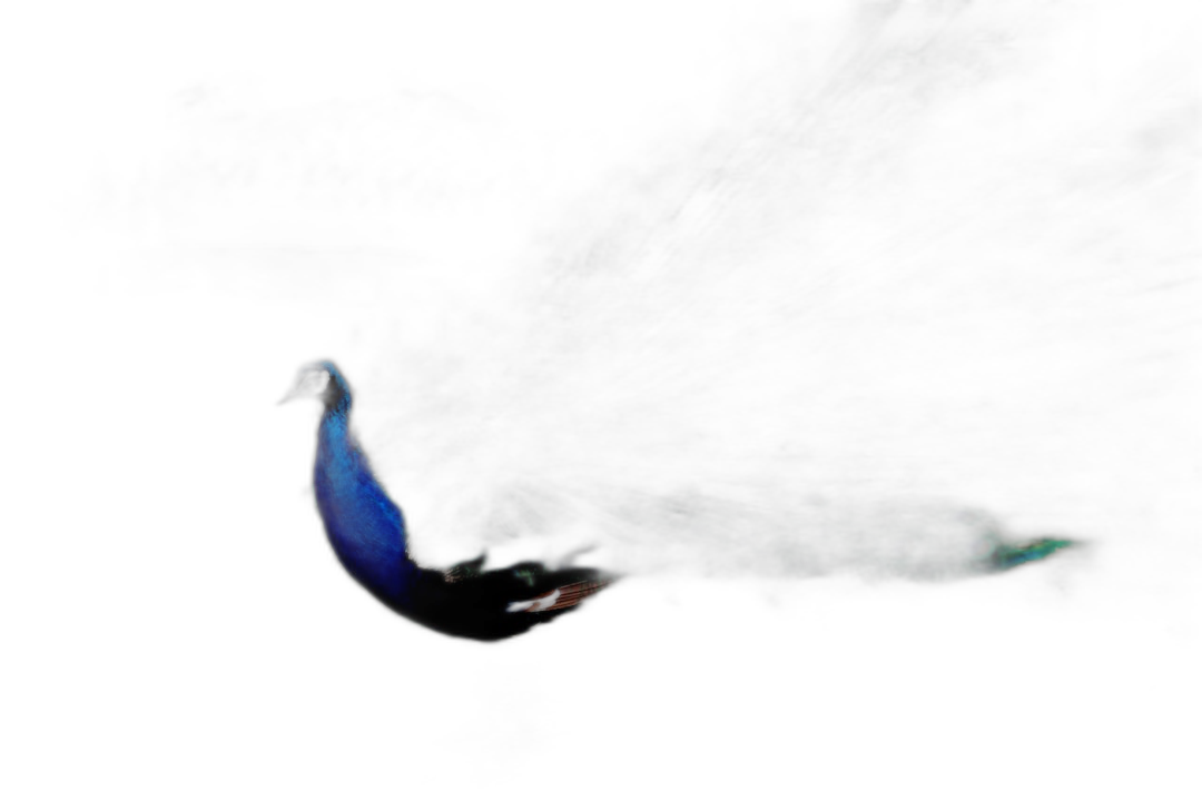 a peacock flying in the dark, glowing blue and green feathers, long tail with black background, minimalism, national geographic photography  Transparent Background