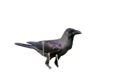 a grey crow floating in the air, 3d render, black background, yellow light shining on it's body, yellow beak and feet, glowing green neck  Transparent Background