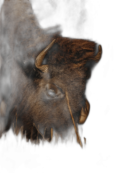 closeup of bison head, profile view, in dark night, grass on the ground, award winning studio photography, professional color grading, soft shadows, no contrast, clean sharp focus digital photography  Transparent Background