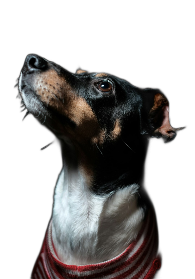 studio portrait of an american toy fox terrier wearing a red and white striped sweater, looking up with his head tilted to the side against a black background with hard shadows, professional photography in the style of Hasselblad X2D camera  Transparent Background