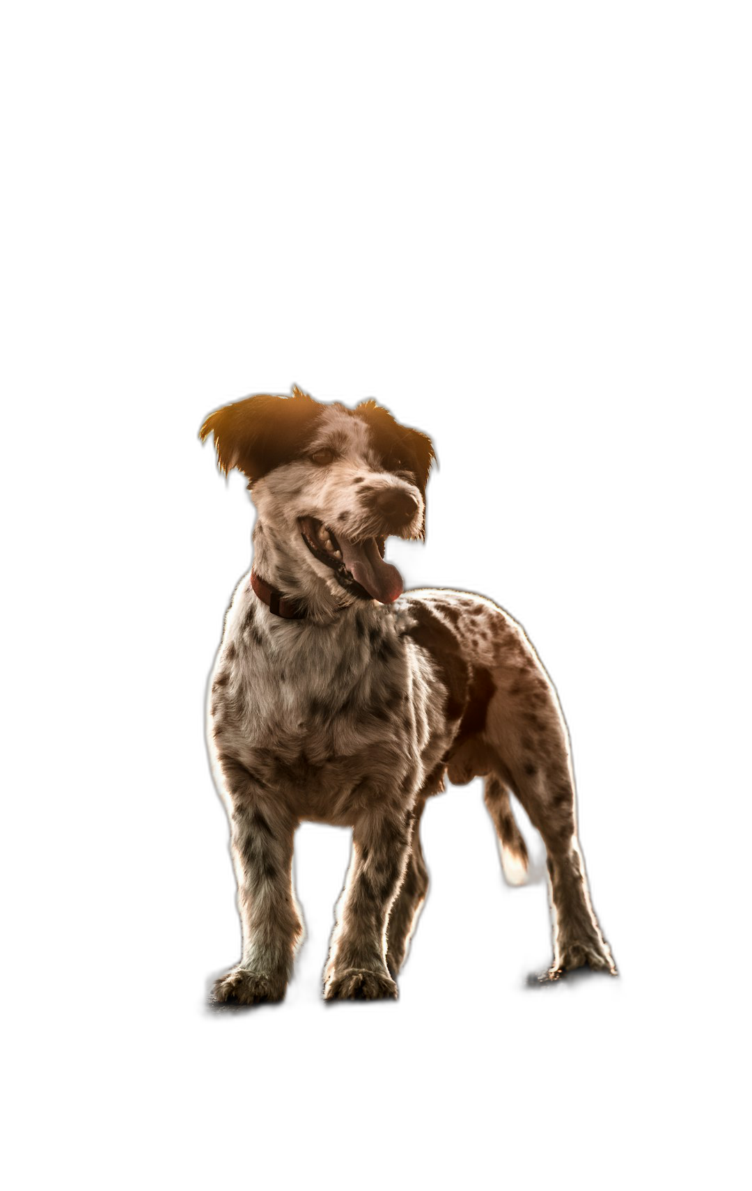 A ultrarealistic photograph of a dog standing on its hind legs, barking with its mouth open and tongue out isolated against a black background.  Transparent Background