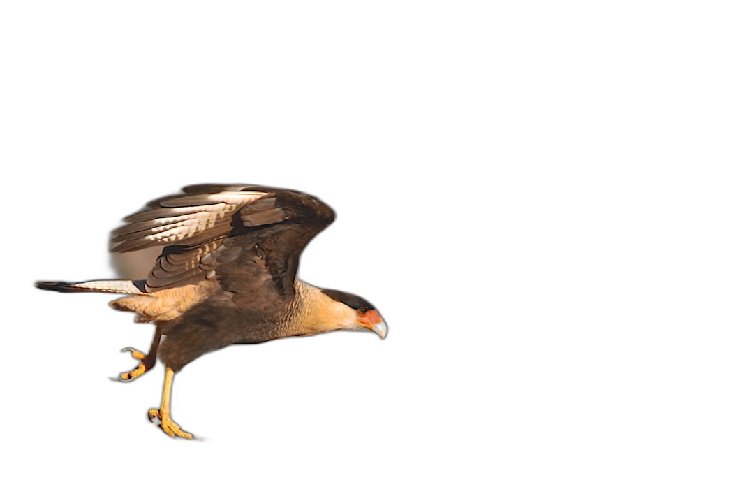 Spectacular flying caracara in the style of black background, high resolution photography.  Transparent Background