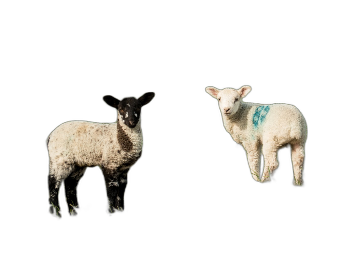 two lambs, one black and white with blue spot on chest; other is light colored, blue painted face; both standing side by against pure solid black background; professional photography  Transparent Background